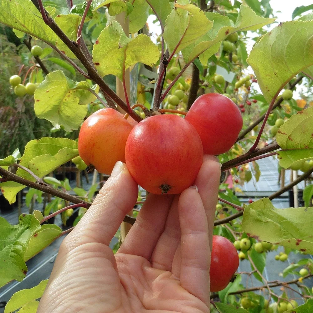 Malus Marble Tree - Image 4