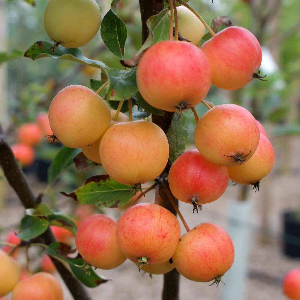 Malus Marble Tree - Image 5