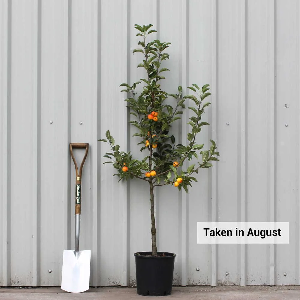 Malus Marble Tree - Image 6