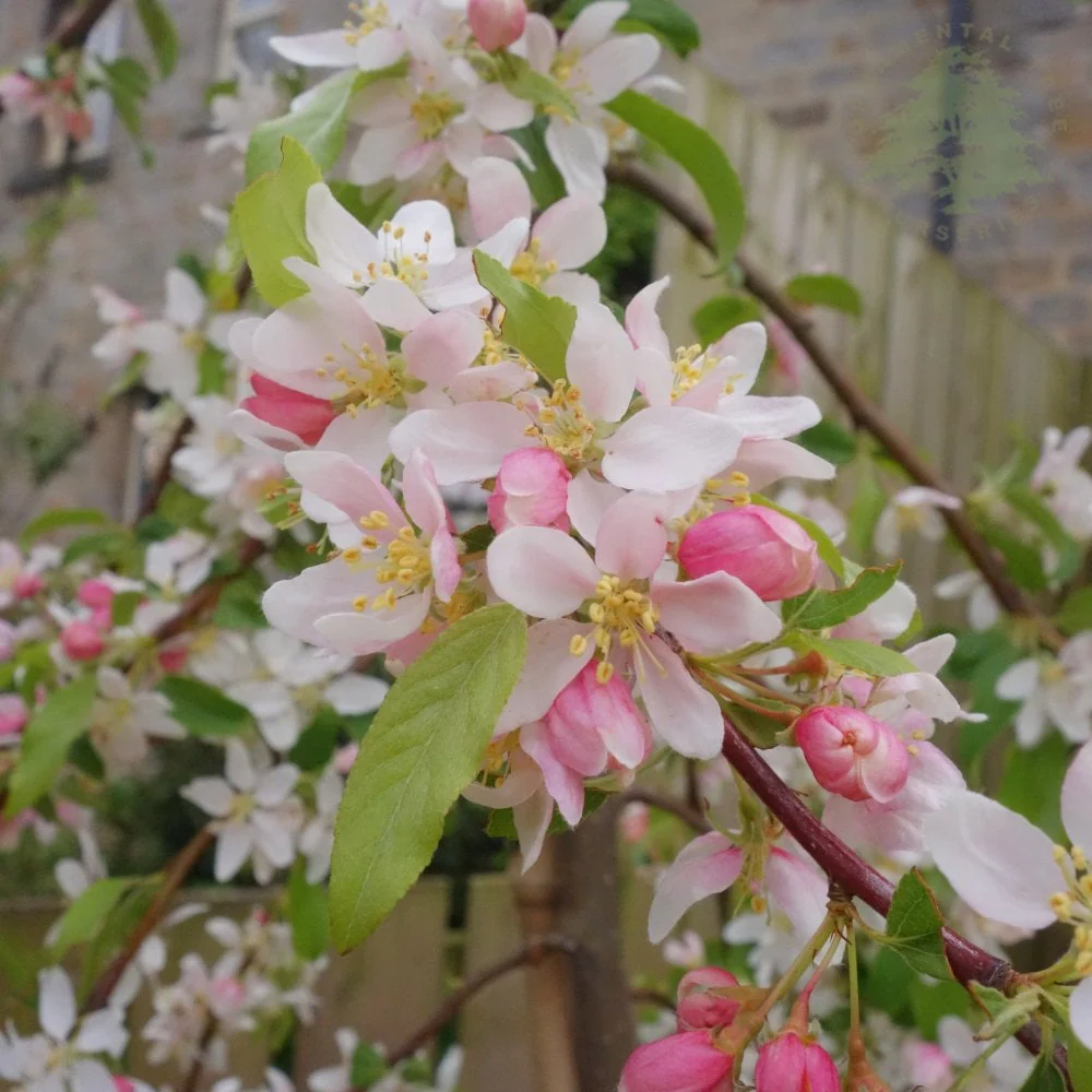 Malus 'Molten Lava' Tree