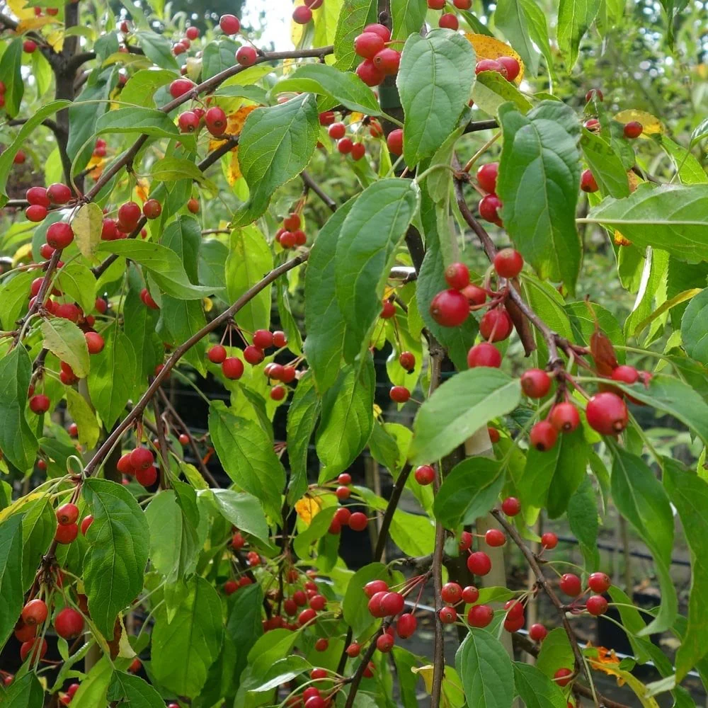 Malus 'Molten Lava' Tree - Image 2
