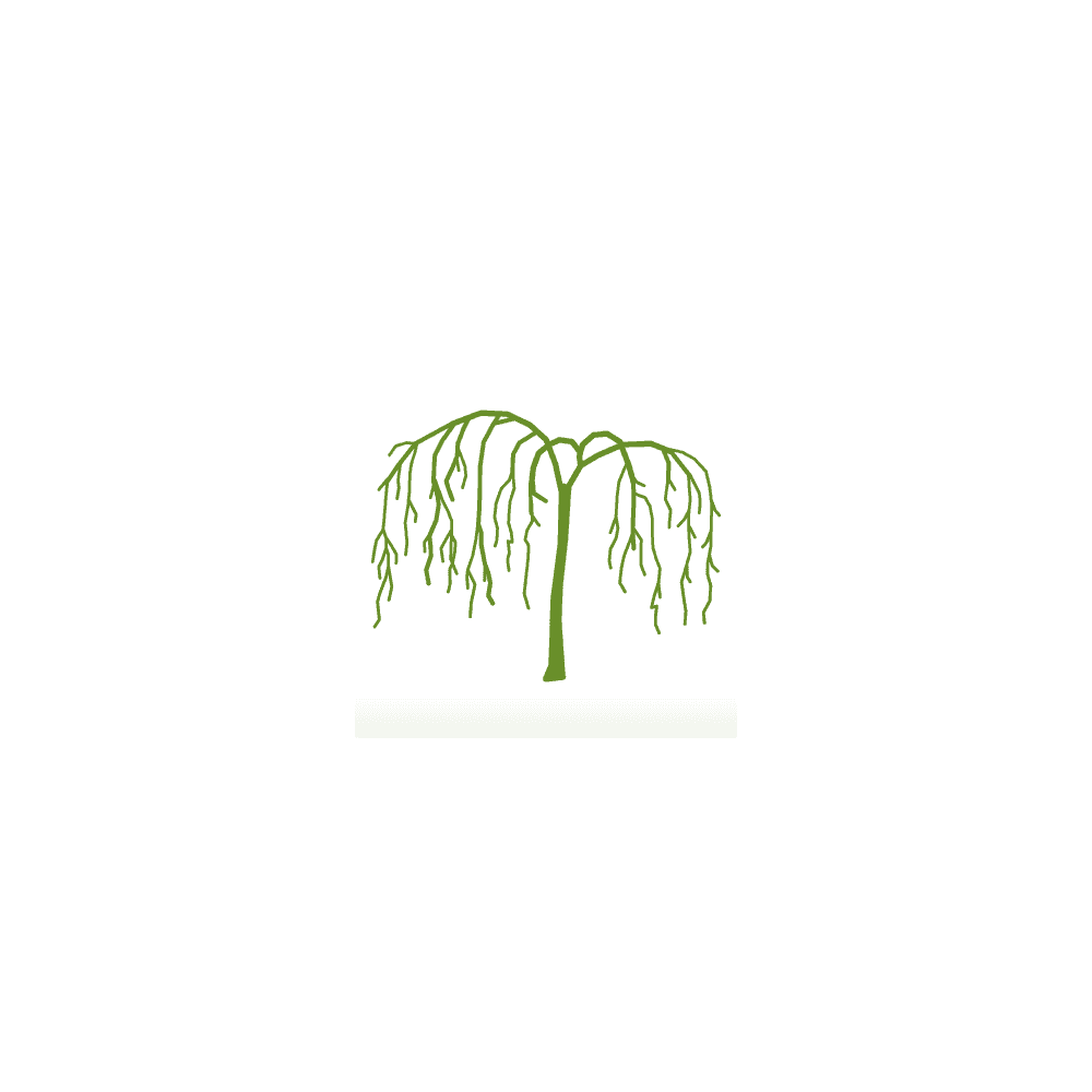Malus 'Molten Lava' Tree - Image 3