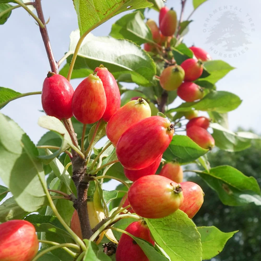 Malus 'Pink Glow' Tree - Image 3