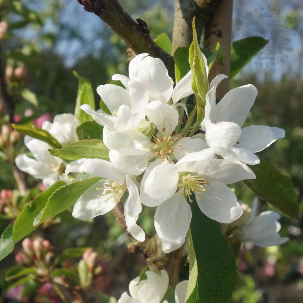 Malus 'Pink Glow' Tree - Image 4