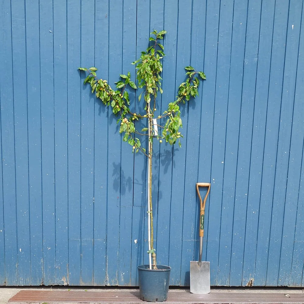 Malus 'Pink Glow' Tree - Image 5