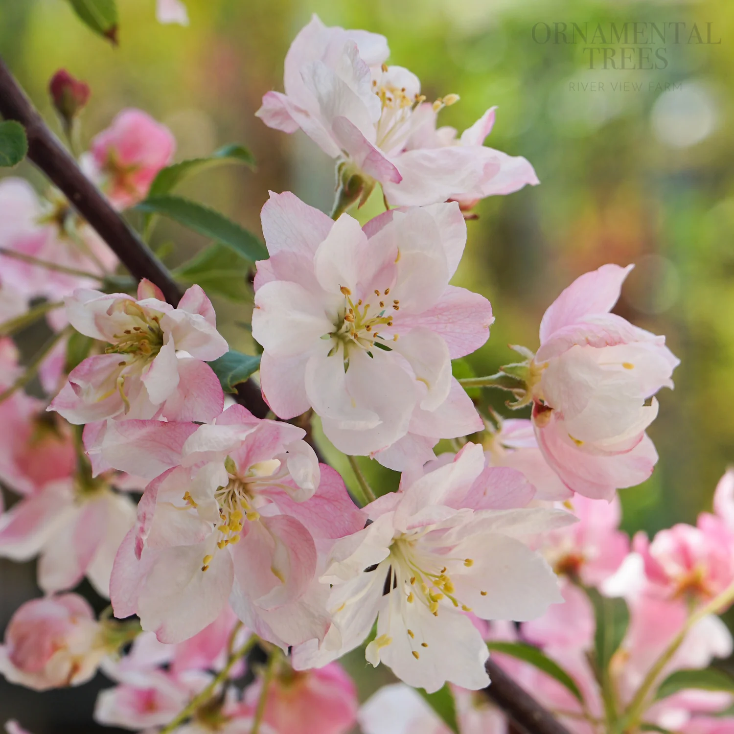 Malus 'Pink Perfection' Tree
