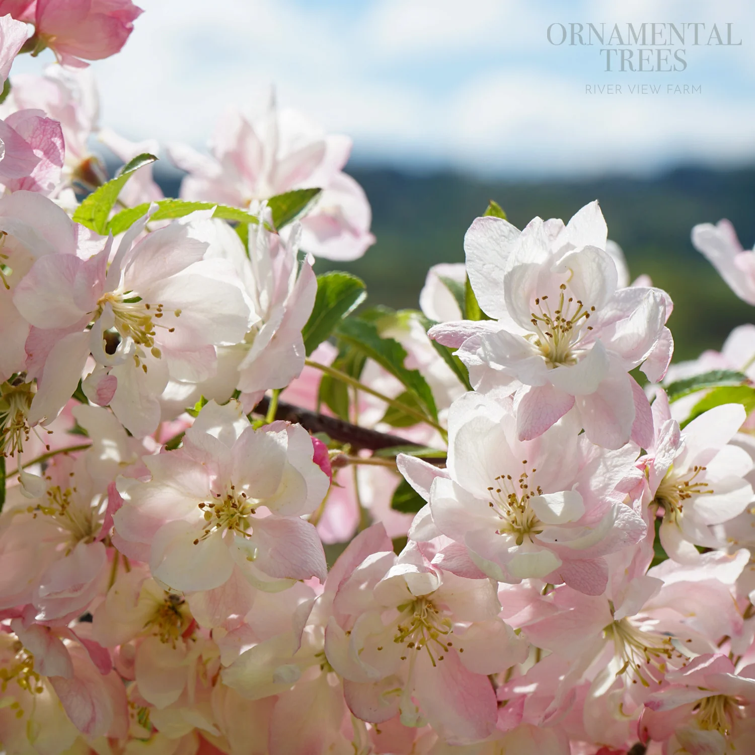 Malus 'Pink Perfection' Tree - Image 2