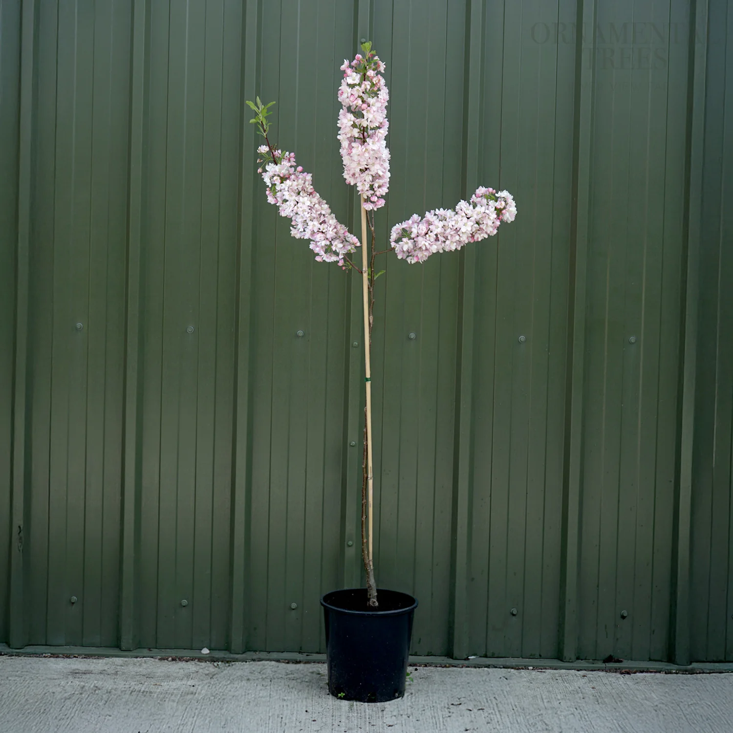 Malus 'Pink Perfection' Tree - Image 3