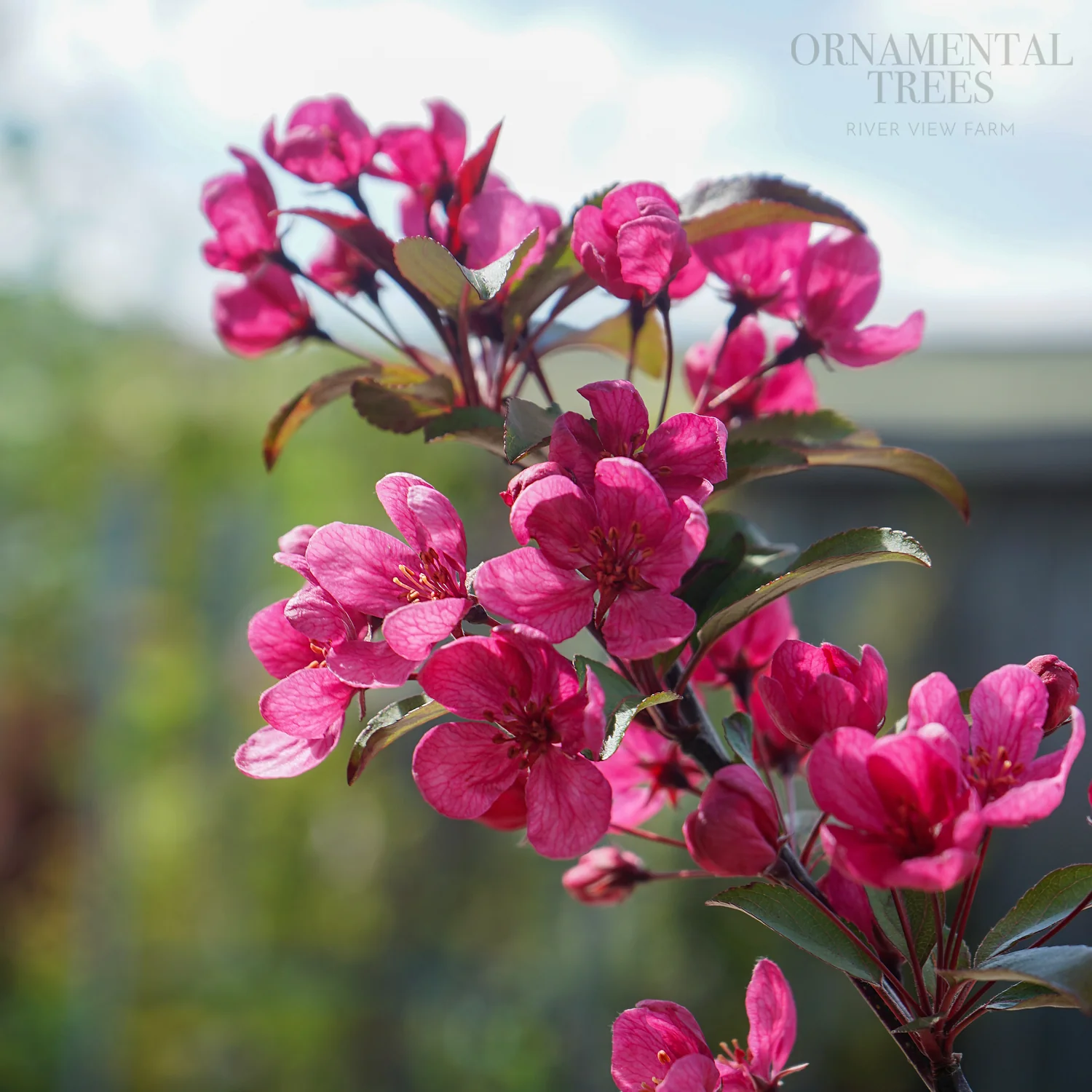 Malus 'Prairifire' Tree - Image 2
