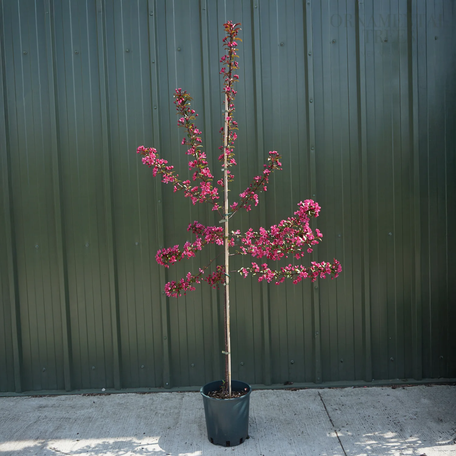 Malus 'Prairifire' Tree - Image 3