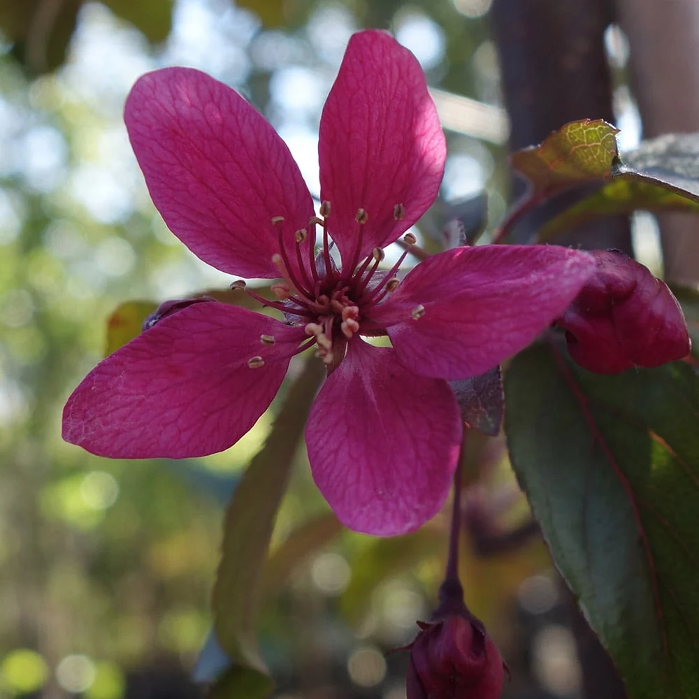 Malus Profusion Improved Tree - Image 2