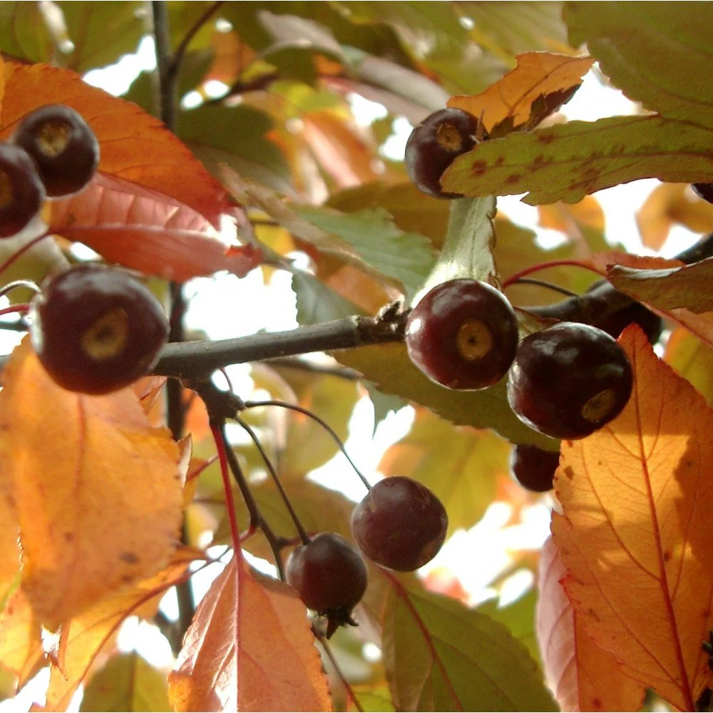 Malus Profusion Improved Tree - Image 3
