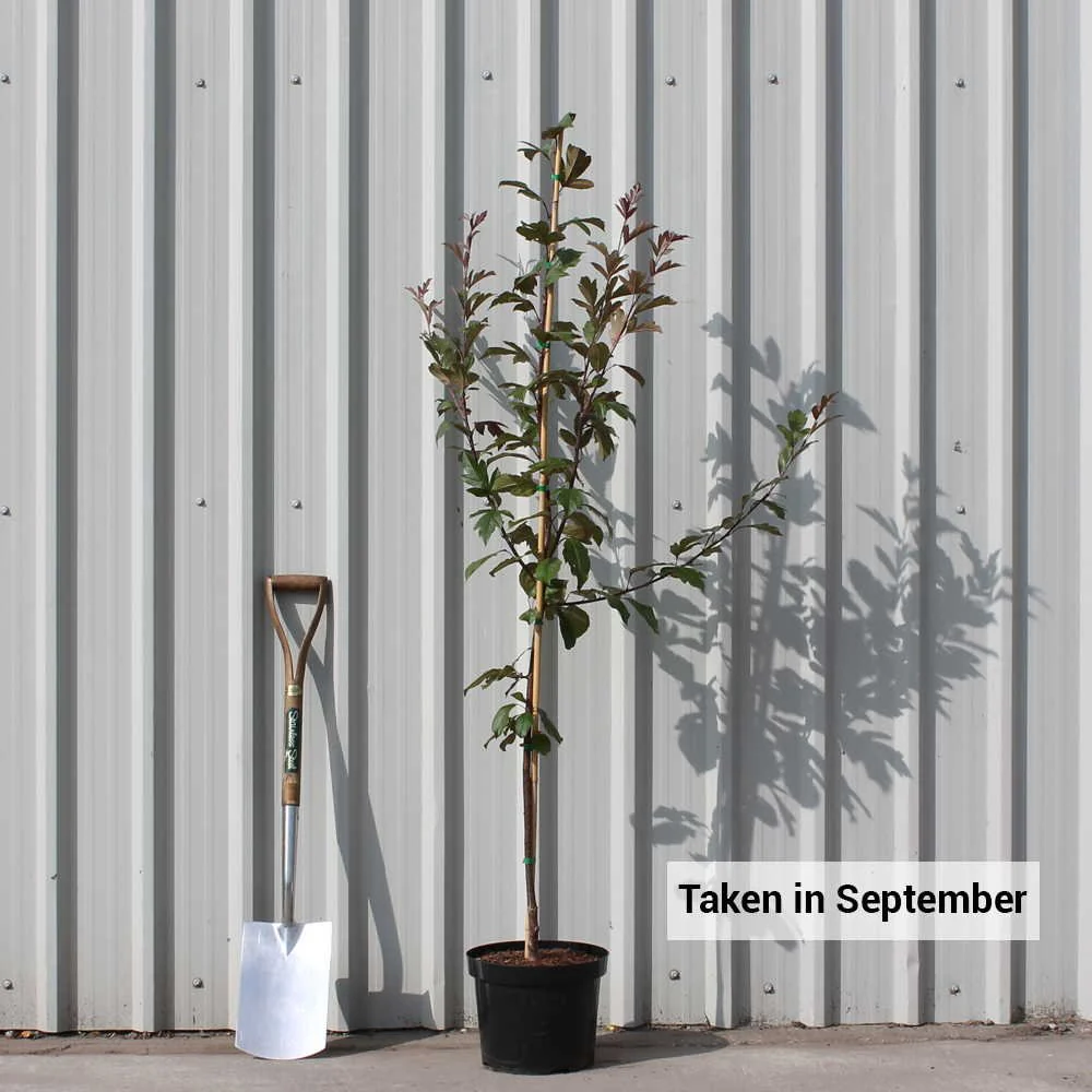 Malus Profusion Improved Tree - Image 4