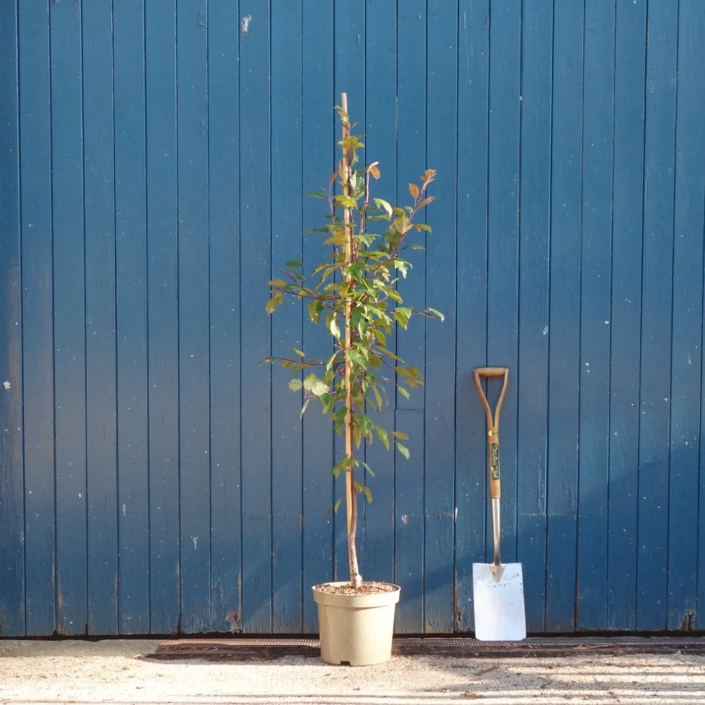 Malus Profusion Improved Tree - Image 5