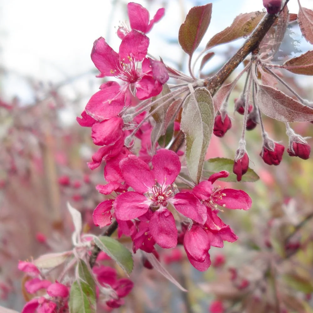 Malus × purpurea 'Crimson Cascade' Tree - Image 2