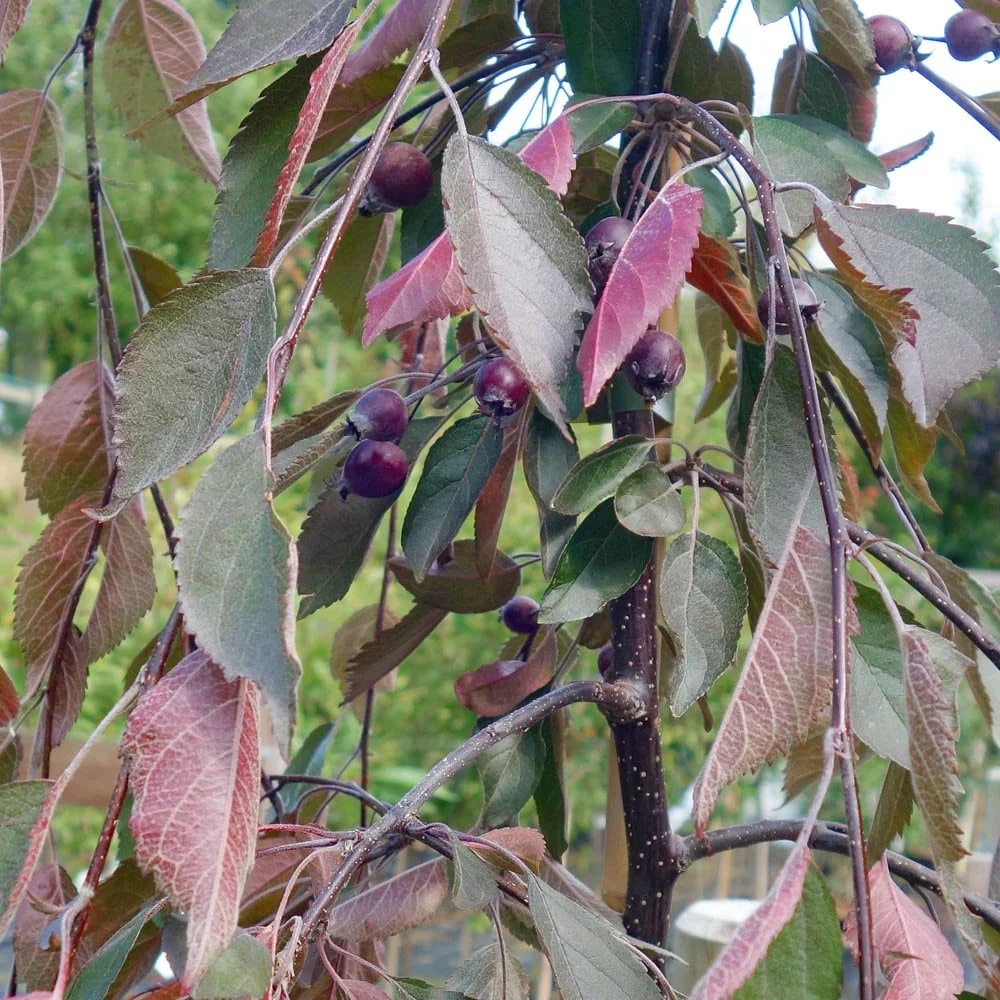 Malus × purpurea 'Crimson Cascade' Tree - Image 3