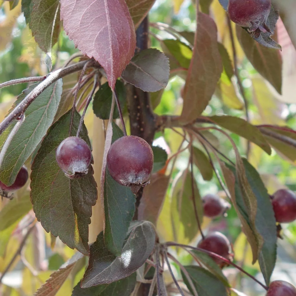 Malus × purpurea 'Crimson Cascade' Tree - Image 4