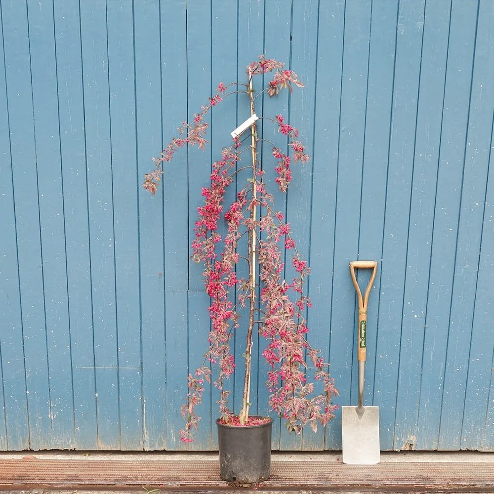 Malus × purpurea 'Crimson Cascade' Tree - Image 6