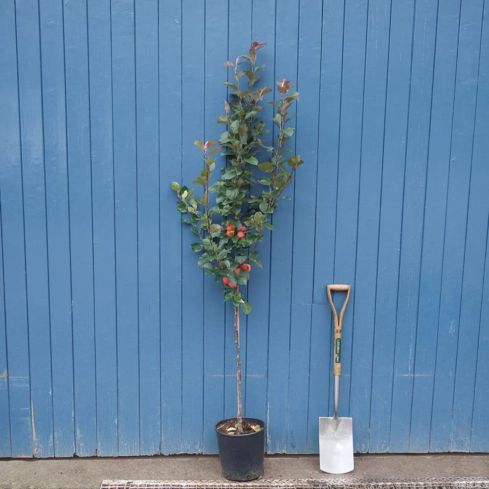 Malus × purpurea 'Neville Copeman' Tree - Image 4