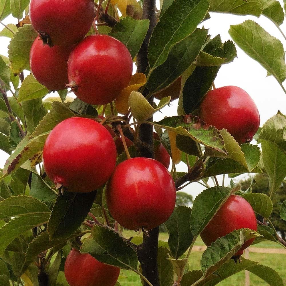 Malus 'Rosehip' Tree