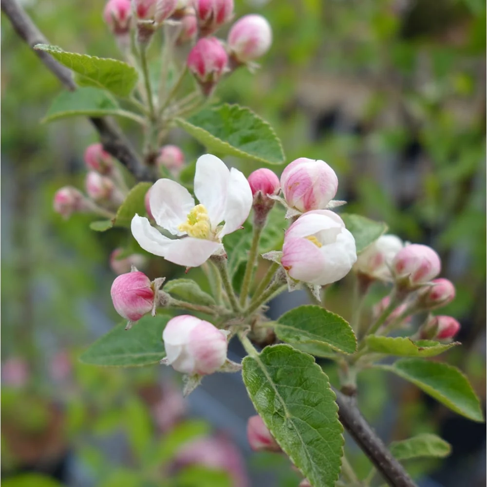 Malus 'Rosehip' Tree - Image 2