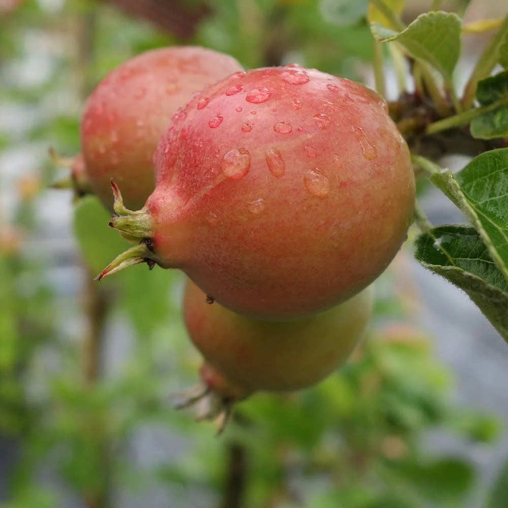 Malus 'Rosehip' Tree - Image 3