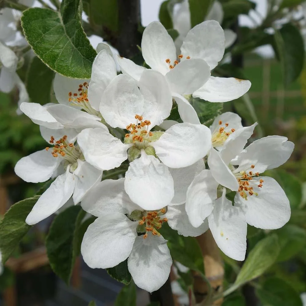 Malus 'Rosehip' Tree - Image 4