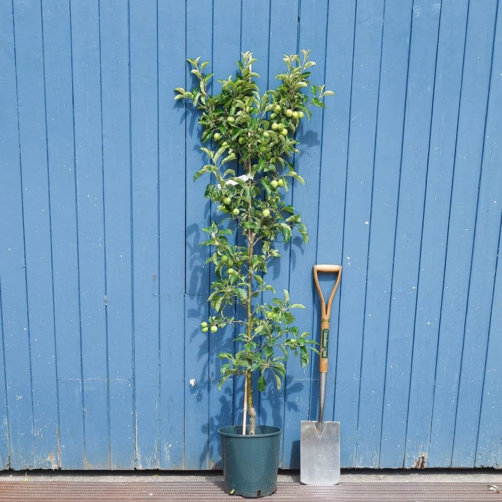 Malus 'Rosehip' Tree - Image 5