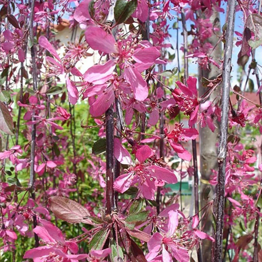 Malus 'Royal Beauty' Tree
