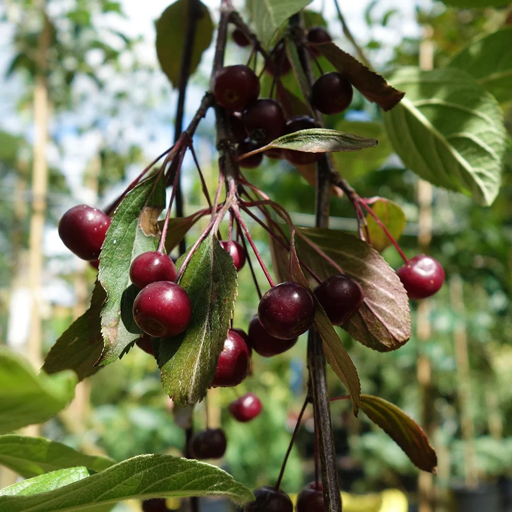 Malus 'Royal Beauty' Tree - Image 2