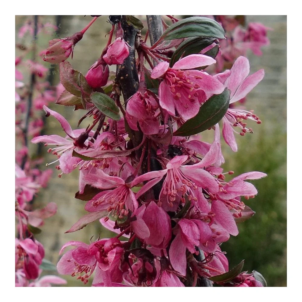 Malus 'Royal Beauty' Tree - Image 3