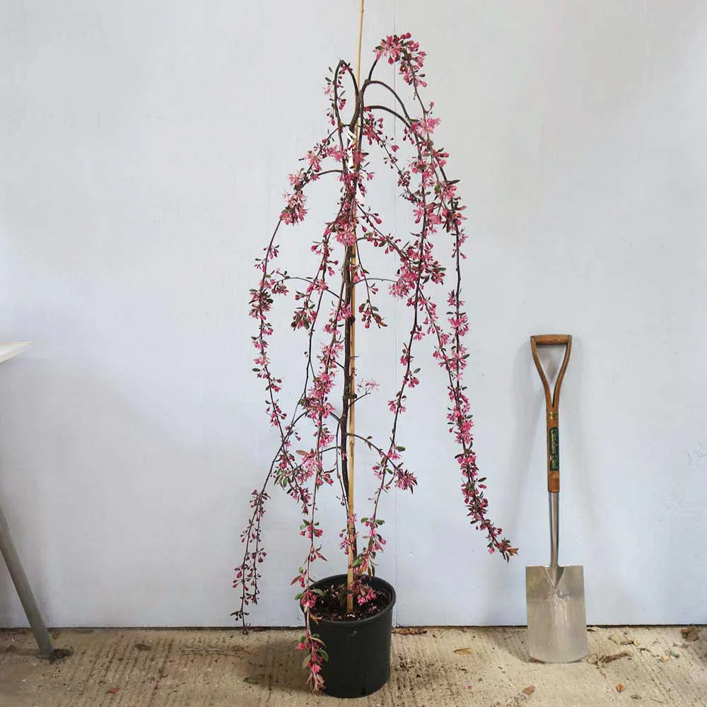 Malus 'Royal Beauty' Tree - Image 4