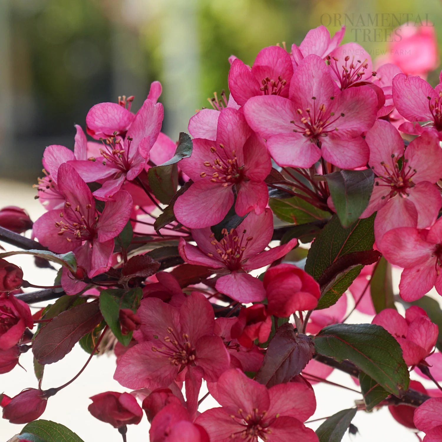 Malus Royal Raindrops Tree - Image 2