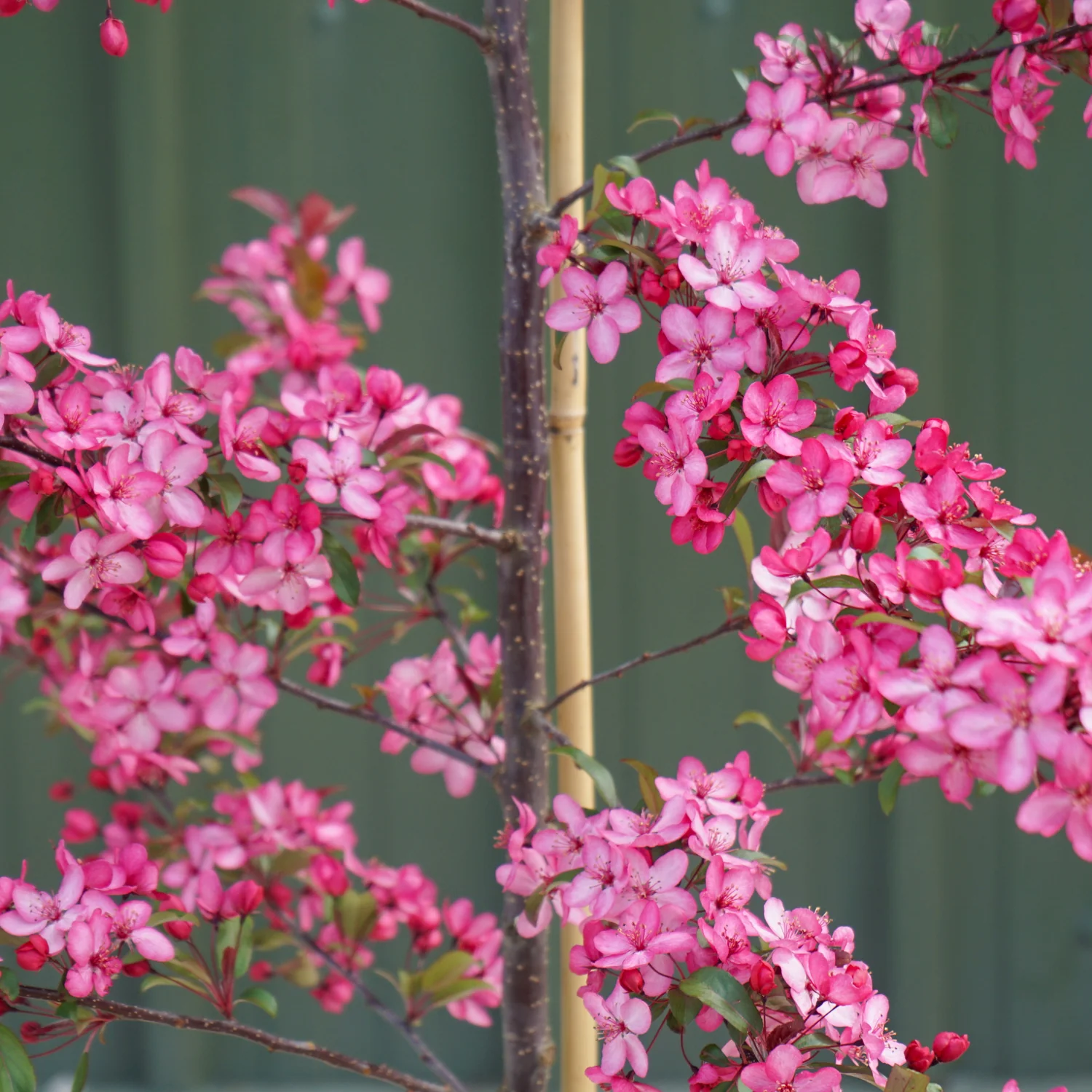 Malus Royal Raindrops Tree - Image 3