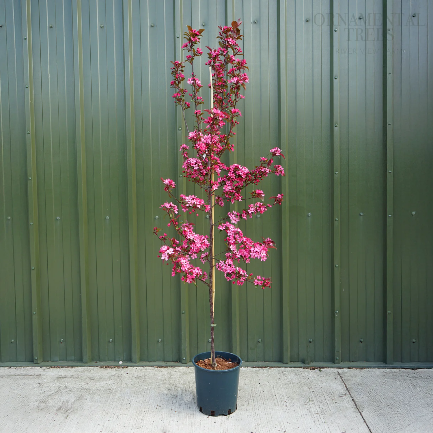 Malus Royal Raindrops Tree - Image 4