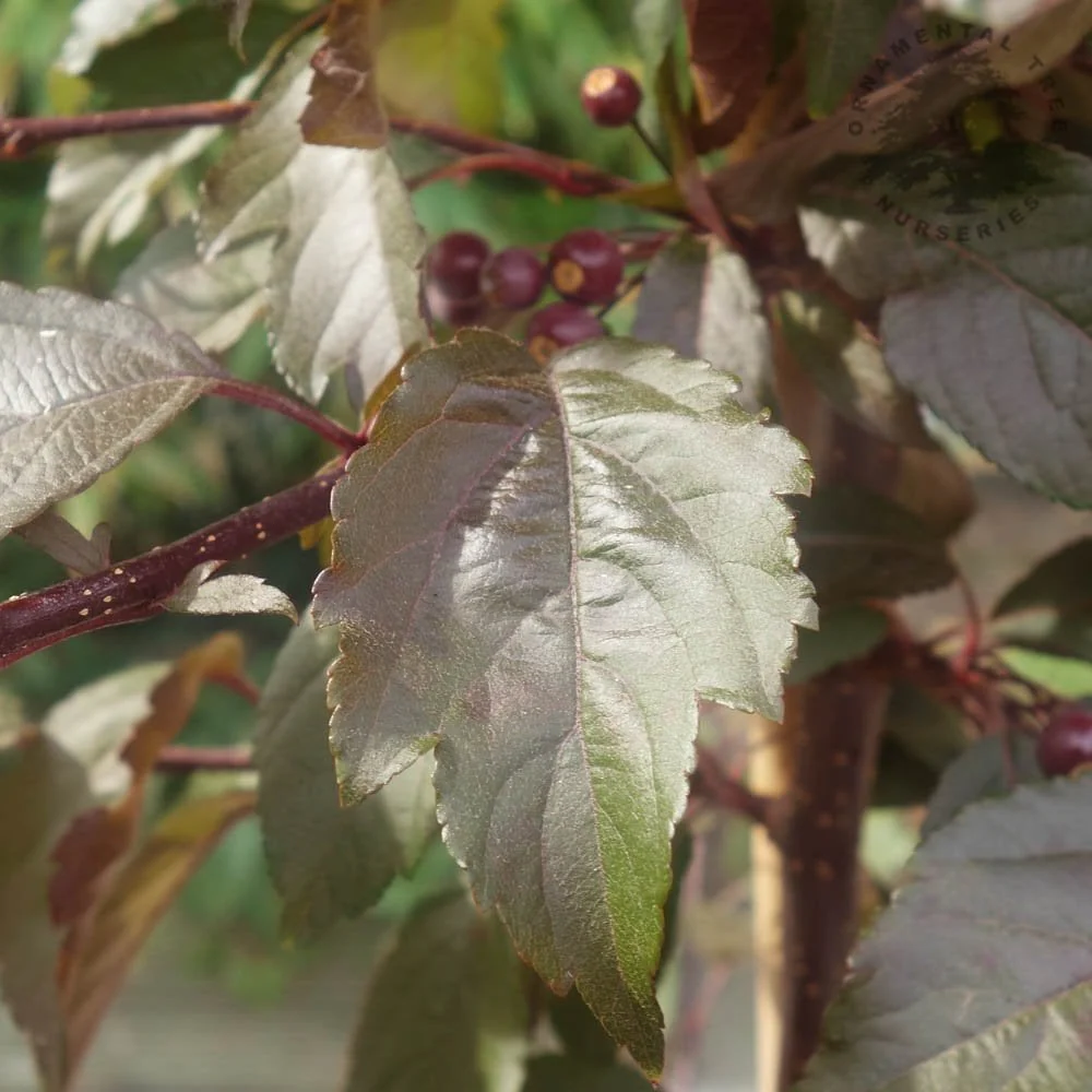 Malus Royal Raindrops Tree - Image 7