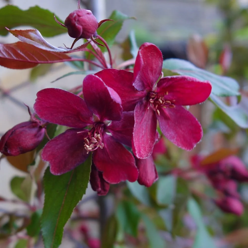 Malus 'Royalty' Tree