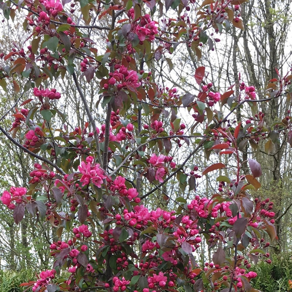 Malus 'Royalty' Tree - Image 2
