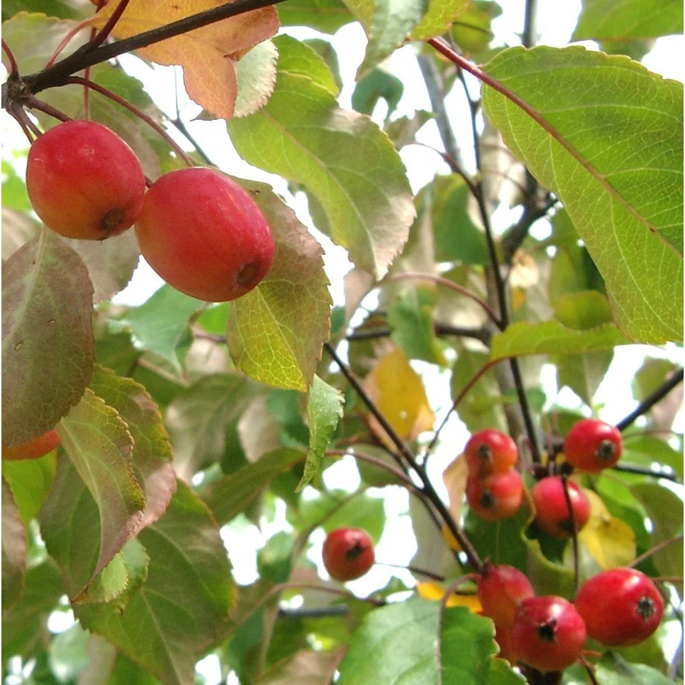 Malus 'Rudolph' Tree - Image 3