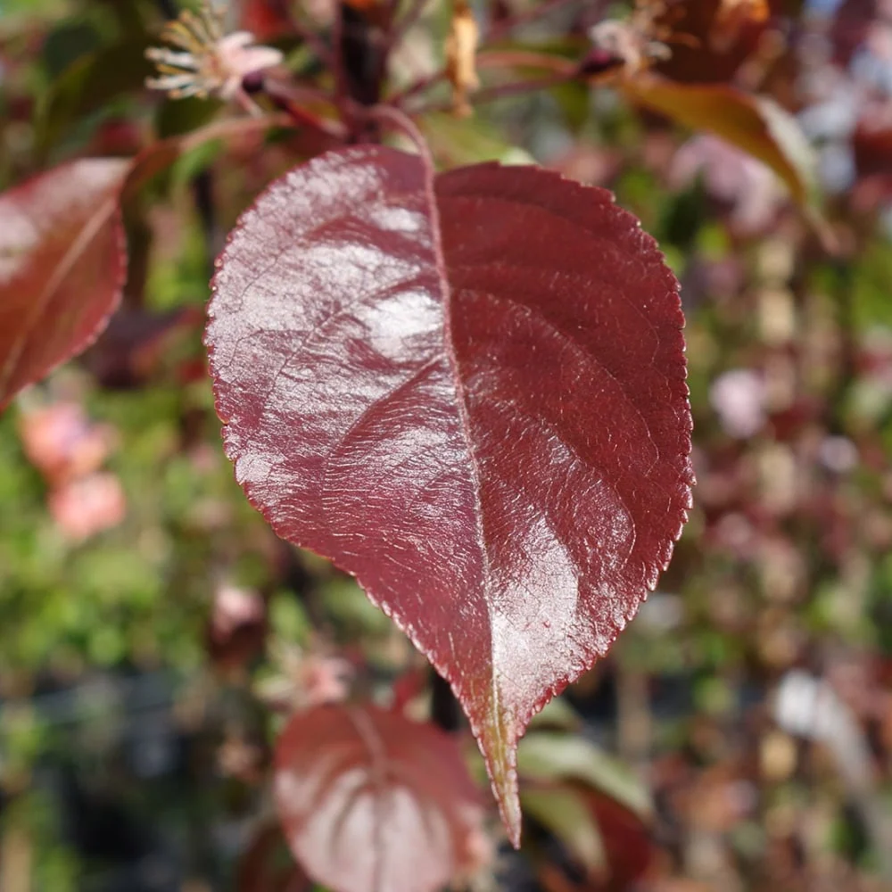 Malus 'Rudolph' Tree - Image 4