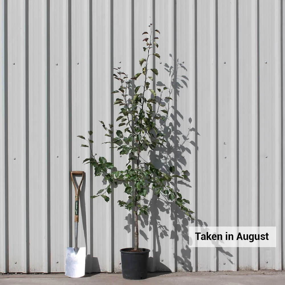 Malus 'Rudolph' Tree - Image 5