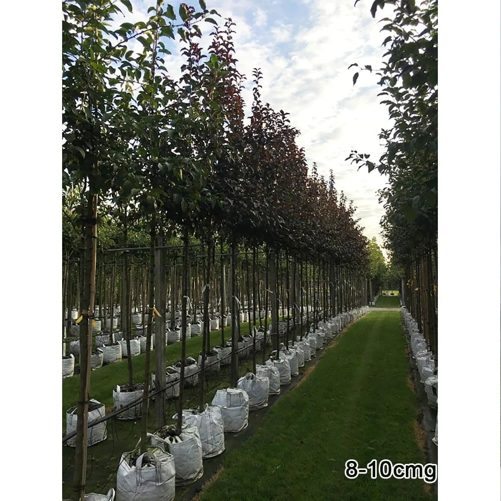 Malus 'Rudolph' Tree - Image 6