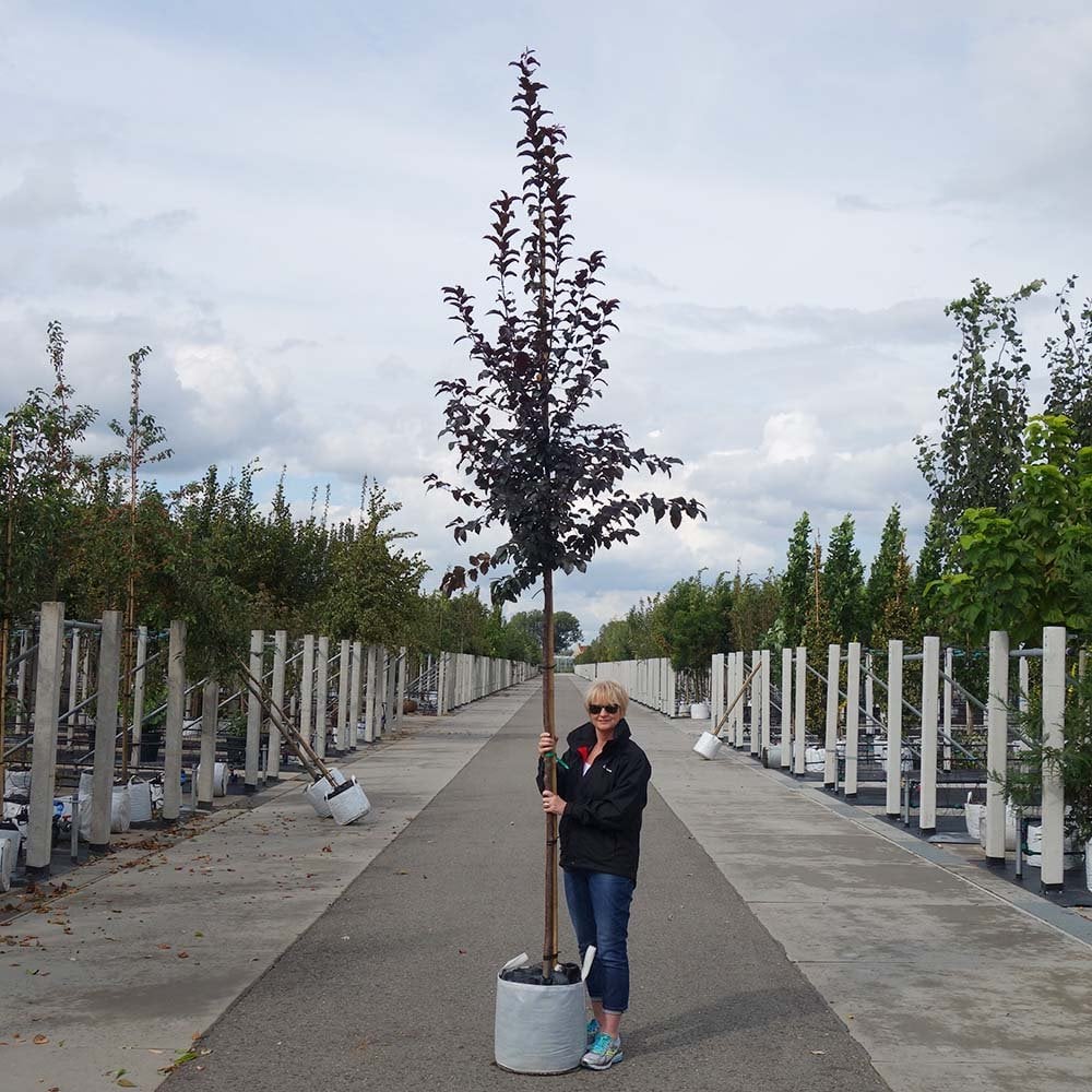 Malus 'Rudolph' Tree - Image 7
