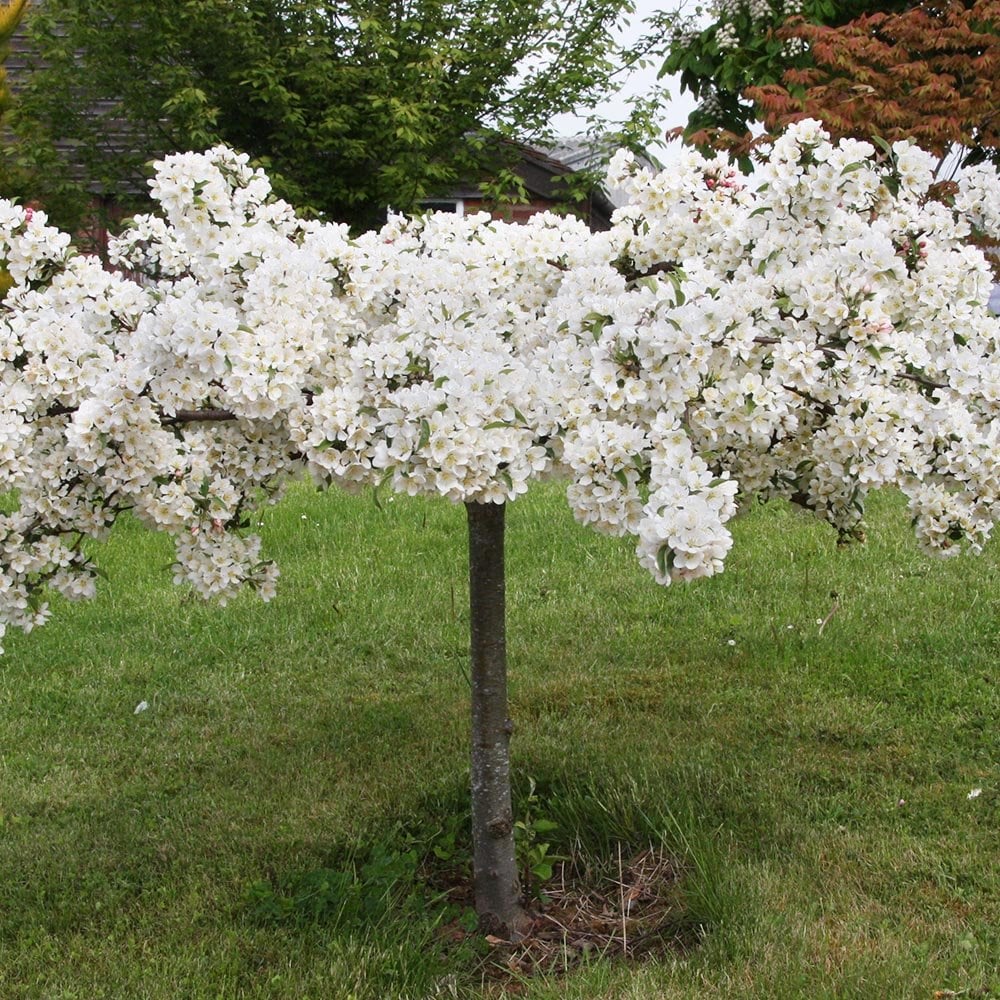 Malus sargentii 'Tina' Tree - Image 3