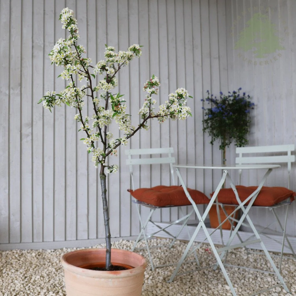 Malus sargentii 'Tina' Tree - Image 4