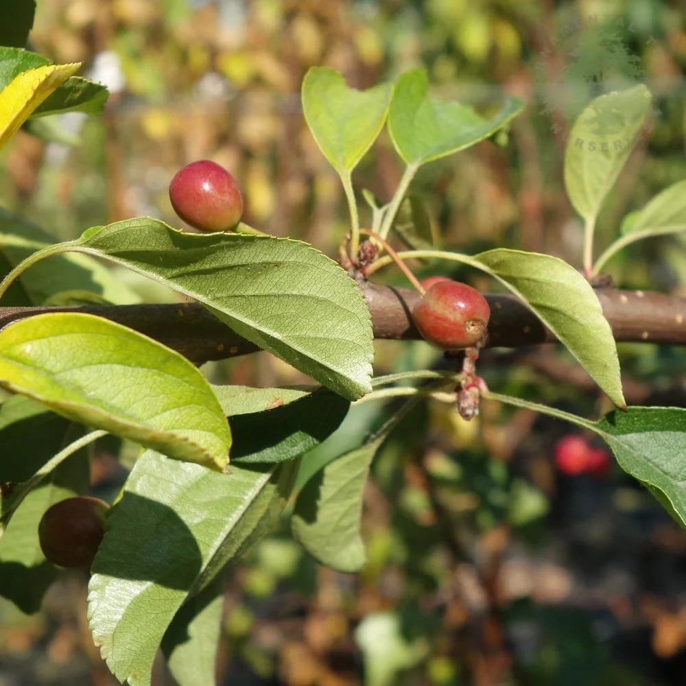 Malus sargentii 'Tina' Tree - Image 5