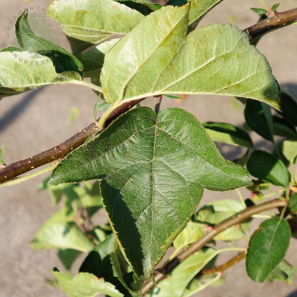 Malus sargentii 'Tina' Tree - Image 6