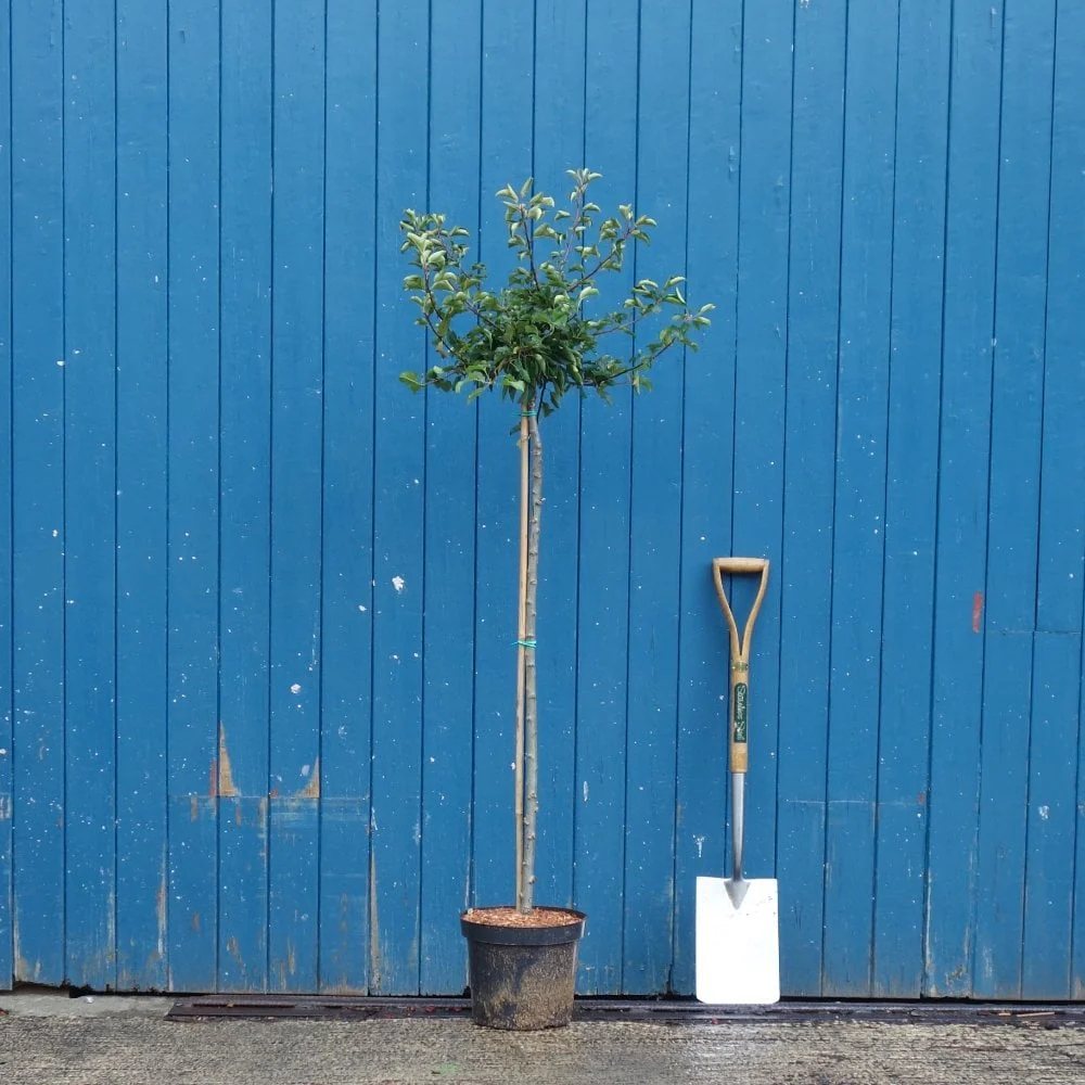 Malus sargentii 'Tina' Tree - Image 7