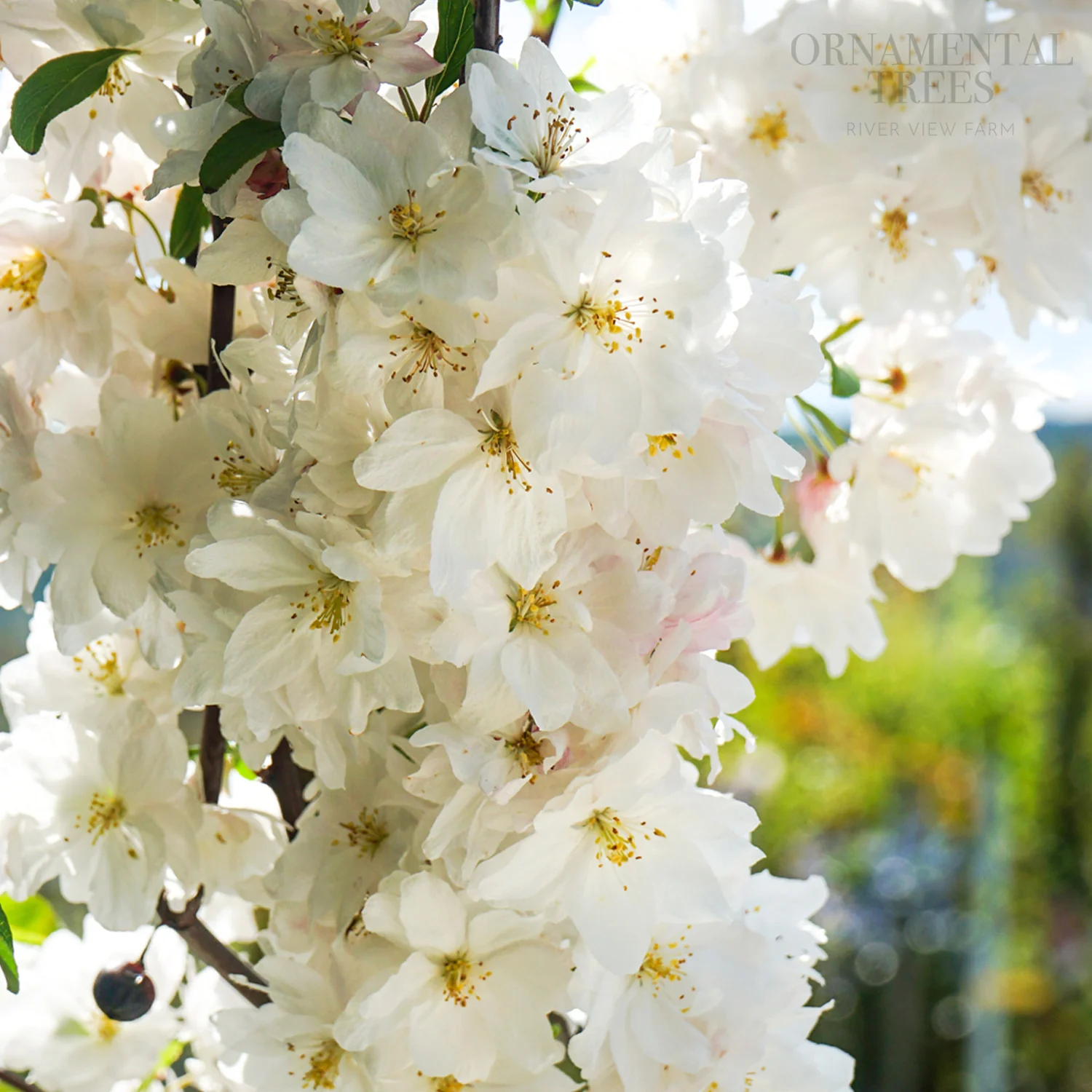 Malus 'Snowcloud' Tree