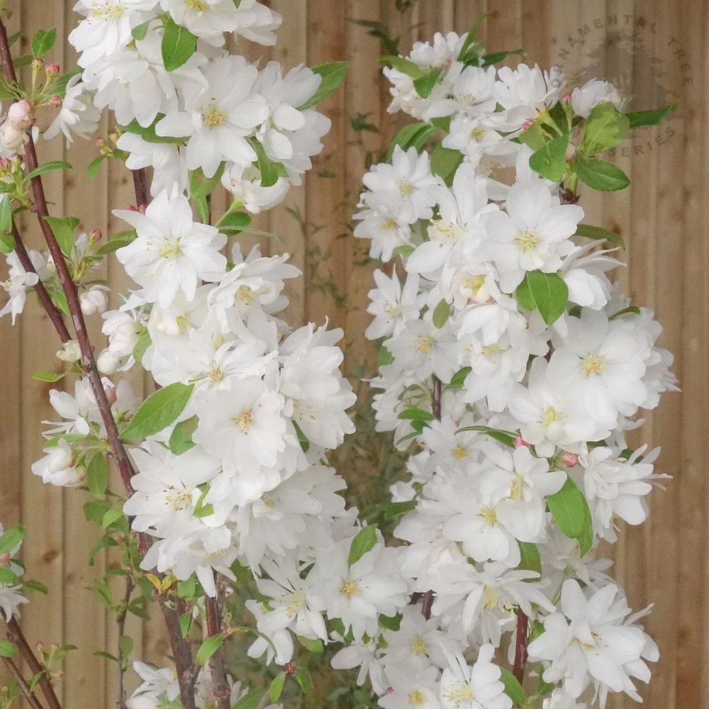 Malus 'Snowcloud' Tree - Image 2